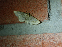 Hypagyrtis piniata