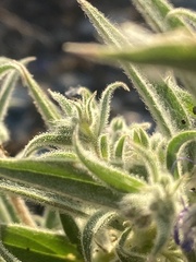 Trichostema lanceolatum