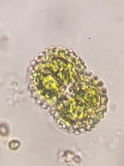 Cosmarium