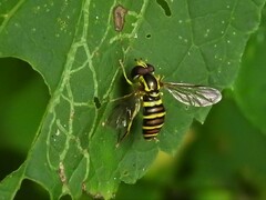 Xanthogramma flavipes