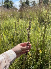Liatris spicata