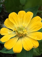 Zinnia elegans