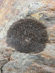 Pseudephebe minuscula