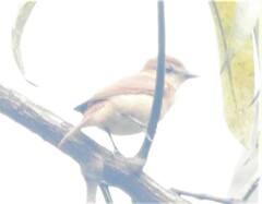 Pachyramphus cinnamomeus