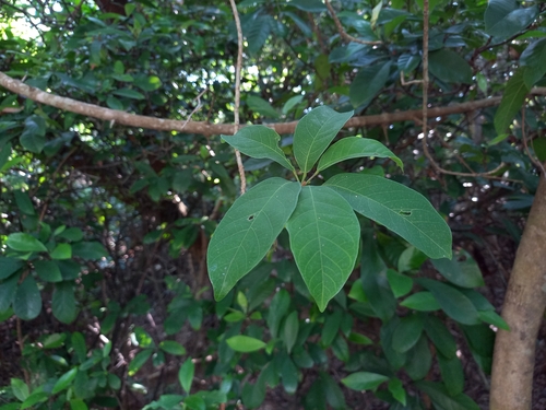 Image of Sterculia lanceolata by no rights reserved