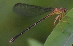 Argia apicalis
