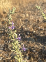 Trichostema lanceolatum