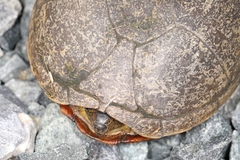 Kinosternon subrubrum