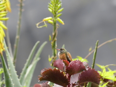 Amazilis amazilia