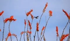 Fouquieria splendens