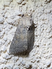 Protorthodes