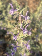 Trichostema lanceolatum