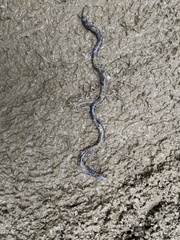 Caecilia tenuissima