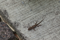 Sceloporus grammicus