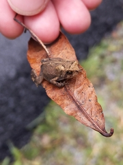 Anaxyrus americanus