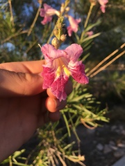 Chilopsis linearis arcuata