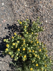 Grindelia inornata