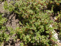 Rhododendron columbianum