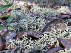 Cladonia leporina