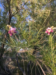 Chilopsis linearis arcuata