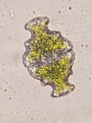 Euastrum ampullaceum