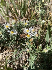 Grindelia inornata