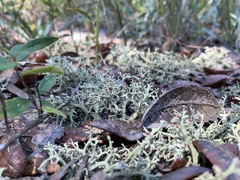 Cladonia leporina