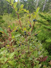 Vaccinium ovalifolium