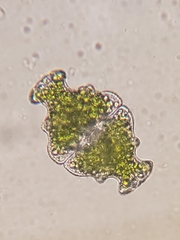Euastrum ampullaceum