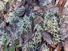 Cladonia leporina