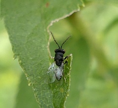 Eurytominae