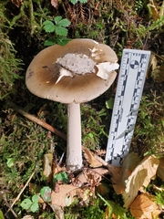 Amanita pachycolea