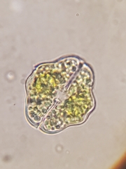 Cosmarium
