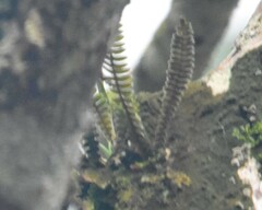 Pleopeltis bombycina