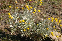 Leiocarpa leptolepis