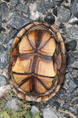 Kinosternon subrubrum