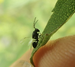 Eurytominae