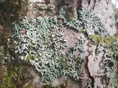 Menegazzia subsimilis