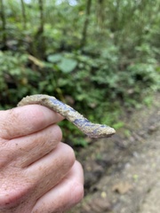 Caecilia tenuissima