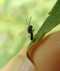 Eurytominae