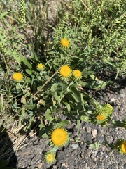 Grindelia inornata