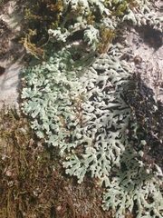 Menegazzia subsimilis