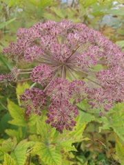 Angelica genuflexa