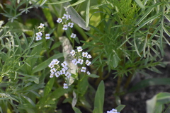 Lobularia maritima