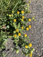 Grindelia inornata