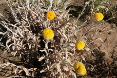 Leiocarpa leptolepis