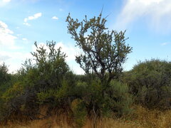 Purshia tridentata
