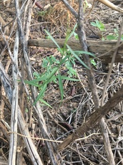 Asclepias subulata
