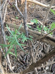 Asclepias subulata