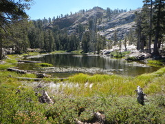 Rhododendron columbianum